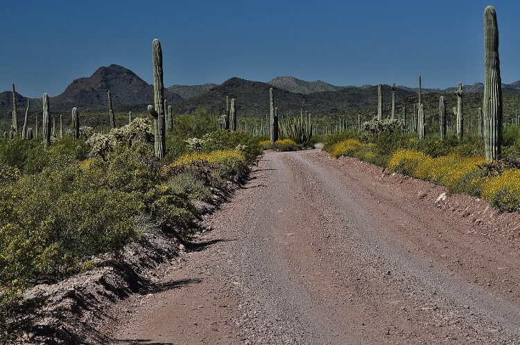 the desert floor